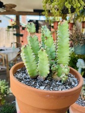 Moroccan mound euphorbia for sale  Covina