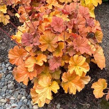 Heuchera amber lady d'occasion  Expédié en Belgium