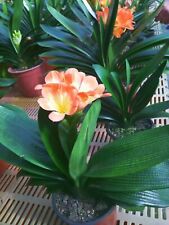 Clivia miniata bush for sale  Lawrenceville