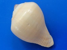 Volema myristica djibouti d'occasion Volema myristica djibouti d'occasion  Brioude