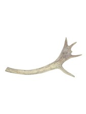 Vintage caribou antlers. for sale  Blue Springs