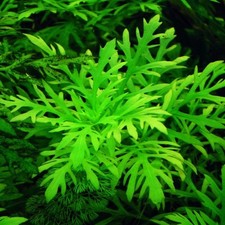 Hygrophila difformis forme d'occasion  Krautergersheim