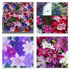 Clematis climber. fresh for sale  GLOUCESTER
