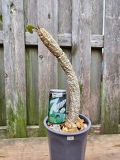 Large euphorbia millotii for sale  Saint Louis