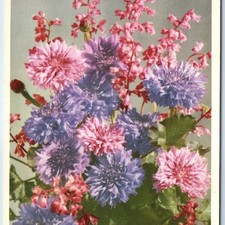 C1930s valentine heuchera d'occasion  Expédié en Belgium