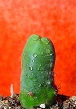 Cereus bridgesii monstrosus gebraucht kaufen  Nürnberg