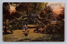 Usado, Cartão postal antigo do Texas NOVO BRAUNFELS Landa Park Palms década de 1910 comprar usado  Enviando para Brazil