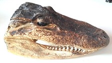 Coccodrillo testa imbalsamata usato  Milano
