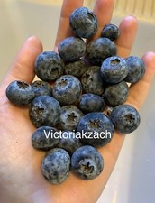 Blueberry fruit seeds for sale  Copperas Cove
