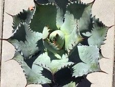 Agave potatorum stück gebraucht kaufen  Nünchritz
