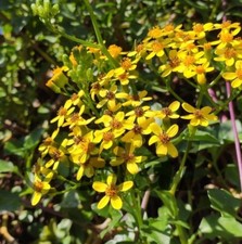 Senecio angulatus pianta usato  Italia
