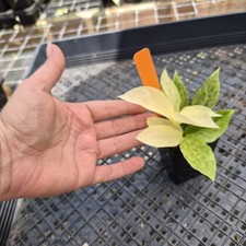 Zamioculcas zamiifolia wild for sale  USA