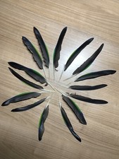 Papageienfedern gebraucht kaufen  Riedstadt