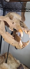 Romanian cave bear for sale  Lancaster