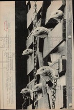 1975 press photo for sale  Memphis