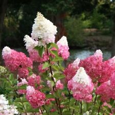 Hydrangea paniculata vanille for sale  BURTON-ON-TRENT