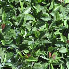 Divy plus photinia usato  Roma