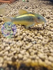 Gold laser corydoras for sale  Lakewood