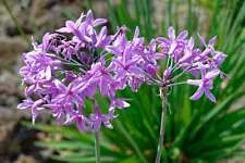 Tulbaghia violacea marginal for sale  MARKET RASEN