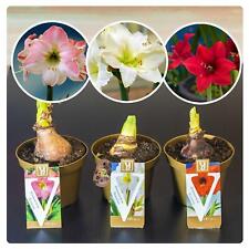 Amaryllis hippeastrum bulb for sale  BIRMINGHAM