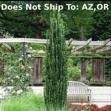 Sky pencil holly for sale  Fort Mill
