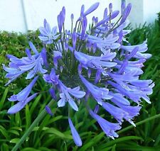 Agapanthus africanus lily for sale  USA