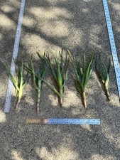 Aloe arborescens torch for sale  Redding