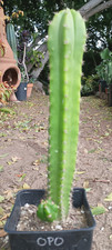 mature succulents for sale mature succulents for sale San Diego