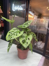 Monstera obliqua monkey for sale  ALDERLEY EDGE