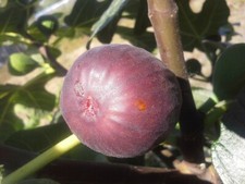 Chicago hardy fig for sale  Weyauwega