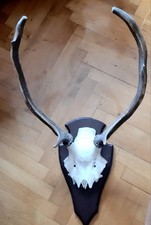 Hirschgeweih schädel trophäe gebraucht kaufen  Solms