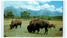 1965 buffalo bison for sale  Terre Haute