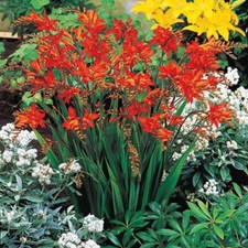 25 Sementes de Crocosmia Vermelha Perene-Montbretia-Não OGM-Semente Fresca-EUA comprar usado  Enviando para Brazil
