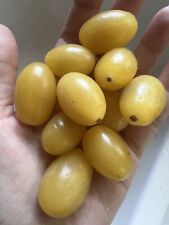 Yellow grape tomato for sale  Troy