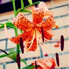 25pc lily seeds for sale  Goldsboro
