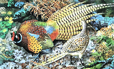 Cock pheasant displaying for sale  NELSON