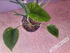 Monstera mint monster for sale  Orlando