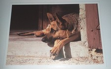 Schäferhund german shepherd gebraucht kaufen  Haßmersheim