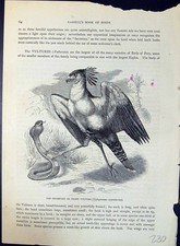 Antique old print for sale Antique old print for sale  UK