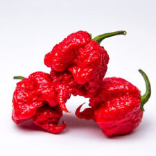 Chilli plants carolina for sale  BANBURY