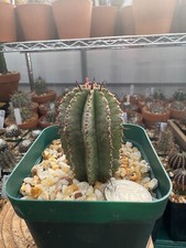 Euphorbia horrida for sale  Salem