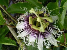 Possum purple passion for sale  Wauchula