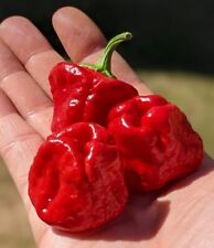 Scotch bonnet chilli for sale  SUNDERLAND