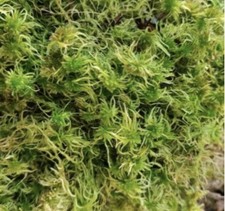 Litre sphaigne vivante d'occasion Litre sphaigne vivante d'occasion  Lille-