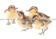 D093694 mallard ducklings. for sale  WARLINGHAM
