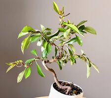 Bonsai fiore quince usato  Merate