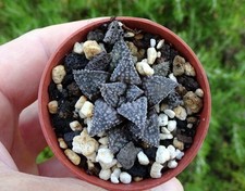 Haworthia star wars d'occasion  Servian