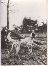 Carte postale chien d'occasion  Saint-Malo