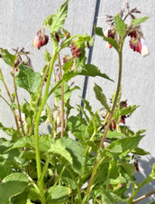 Symphytum hidcote blue for sale  WIGTON