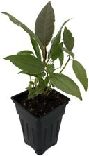 Ficus tineke rubber for sale  Wadsworth